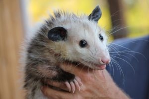 opossum