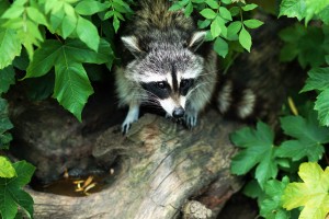 raccoon