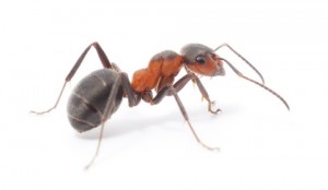 ant control ant removal