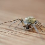 house spider removal