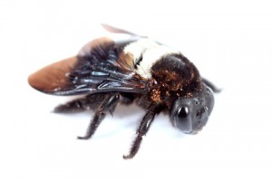 carpenter bee