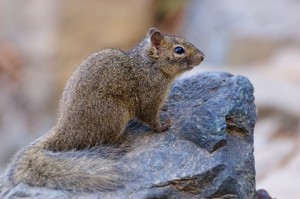 squirrel