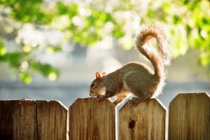 squirrel on fence