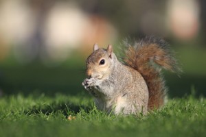 squirrel eating