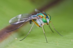 phorid fly