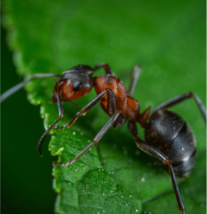 ant on a green leaf trying to escape bogart ga pest control