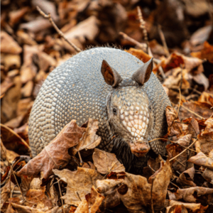 armadillo removal in grayson ga