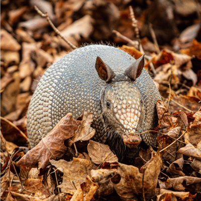 armadillo removal in roswell ga