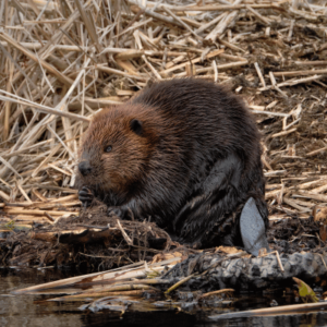 beaver removal in lawrenceville ga