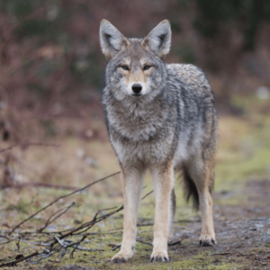 coyote removal in norcross ga