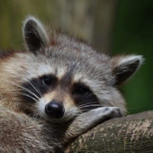 raccoon removal in lawrenceville ga