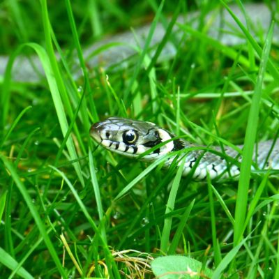 snake removal in monroe ga