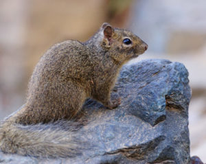 squirrel removal in lilburn ga