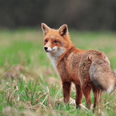 Fox-wildlife removal services in Bogart GA