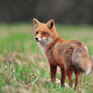 Fox- wildlife removal services in Lawrenceville GA