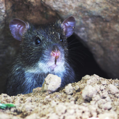 Rat- wildlife removal services in Bogart GA