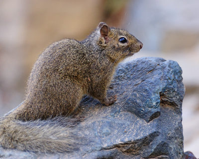 Squirrel-wildlife removal services in Bogart GA