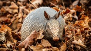 wildlife removal services in Alpharetta GA-Armadillo