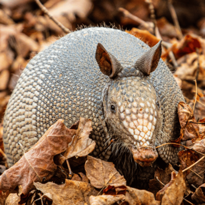 wildlife removal services in Alpharetta GA-Armadillo