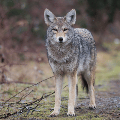 wildlife removal services in Alpharetta GA-coyote