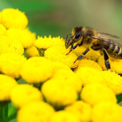 wildlife removal services in Alpharetta GA-Honeybee