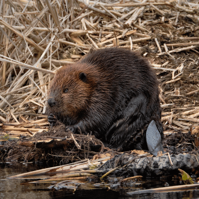 wildlife removal services in Buford GA-beaver