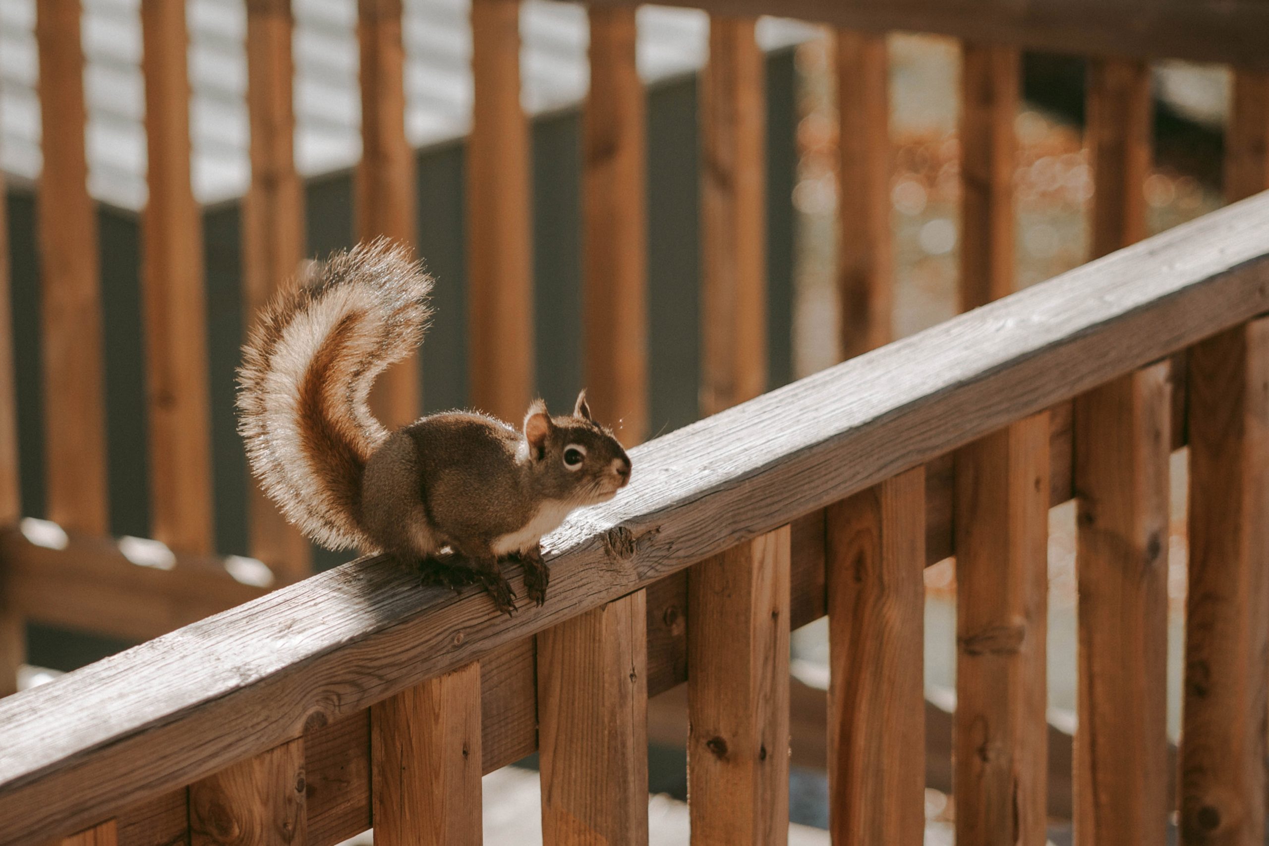 Squirrel Removal / get rid of squirrels in georgia with Expest