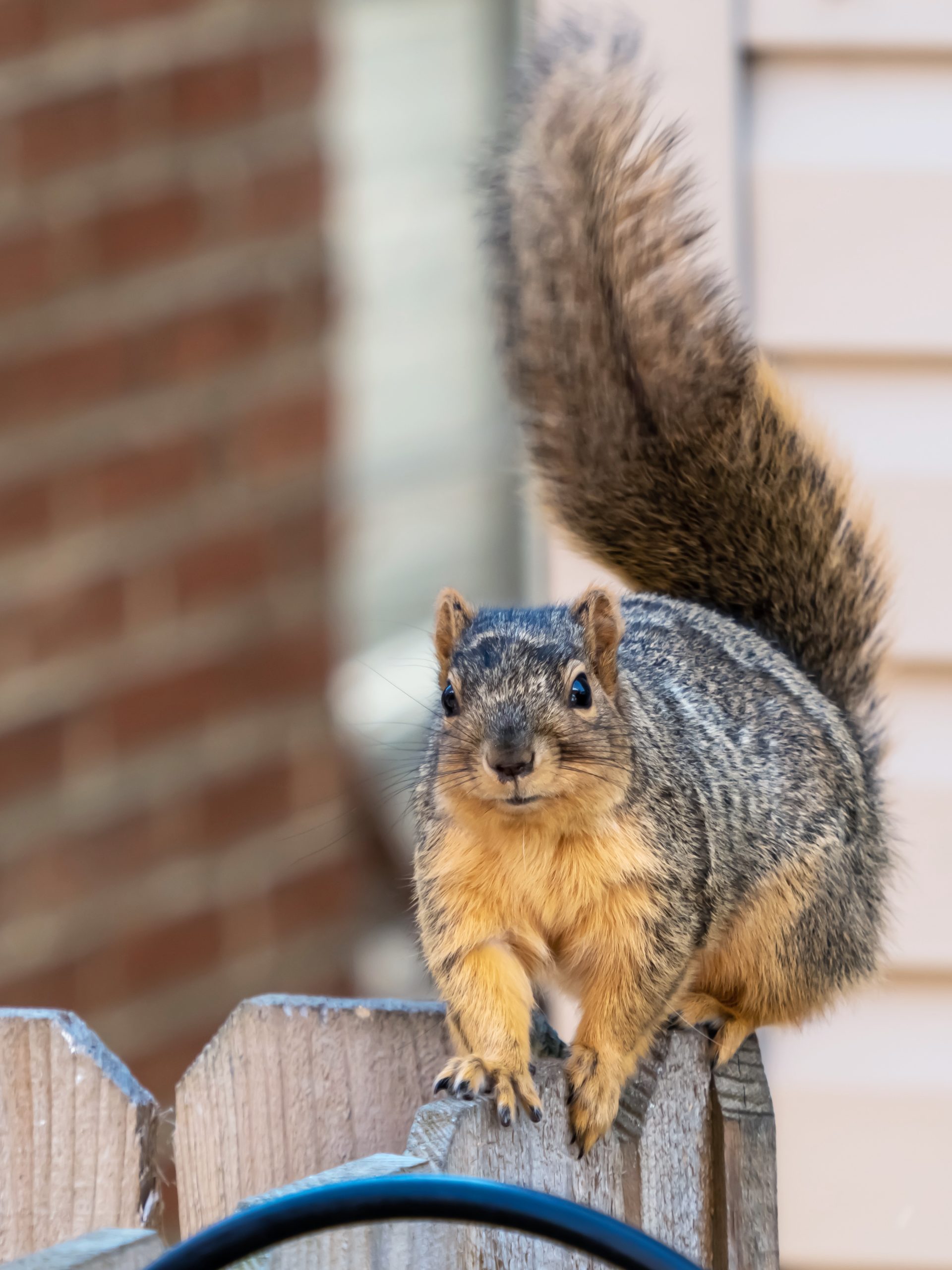 Get rid of squirrels in attic - squirrel removal with Expest wildlife removal services