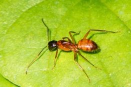 Argentine Ant Exterminator from Expest Pest Control