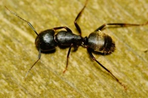 Carpenter Ants Exterminators from Expest Pest Control