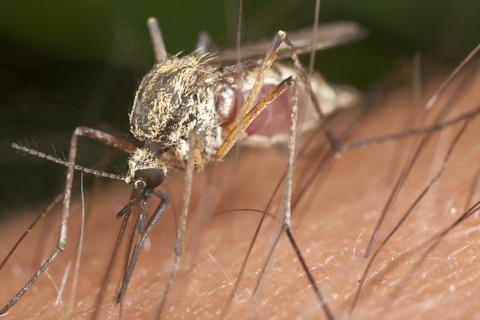 Mosquito on the skin-mosquito control program