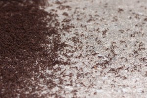 Pavement Ant Exterminator From Pest control