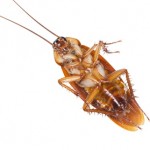 Smokybrown Cockroach