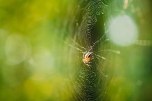 Spider Pest Control