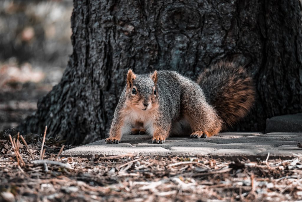 Squirrel Removal services
