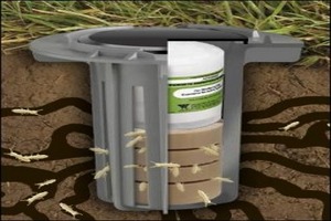 Termite Bait System