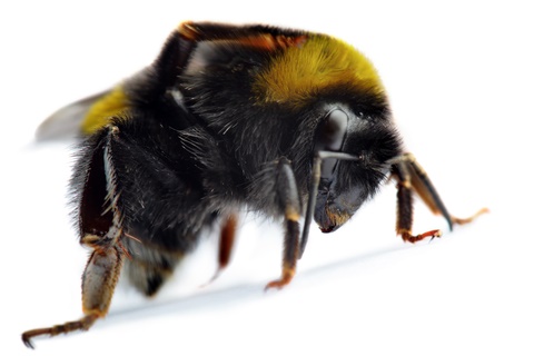 Bumble Bee-Bees, Hornets & Wasp Control