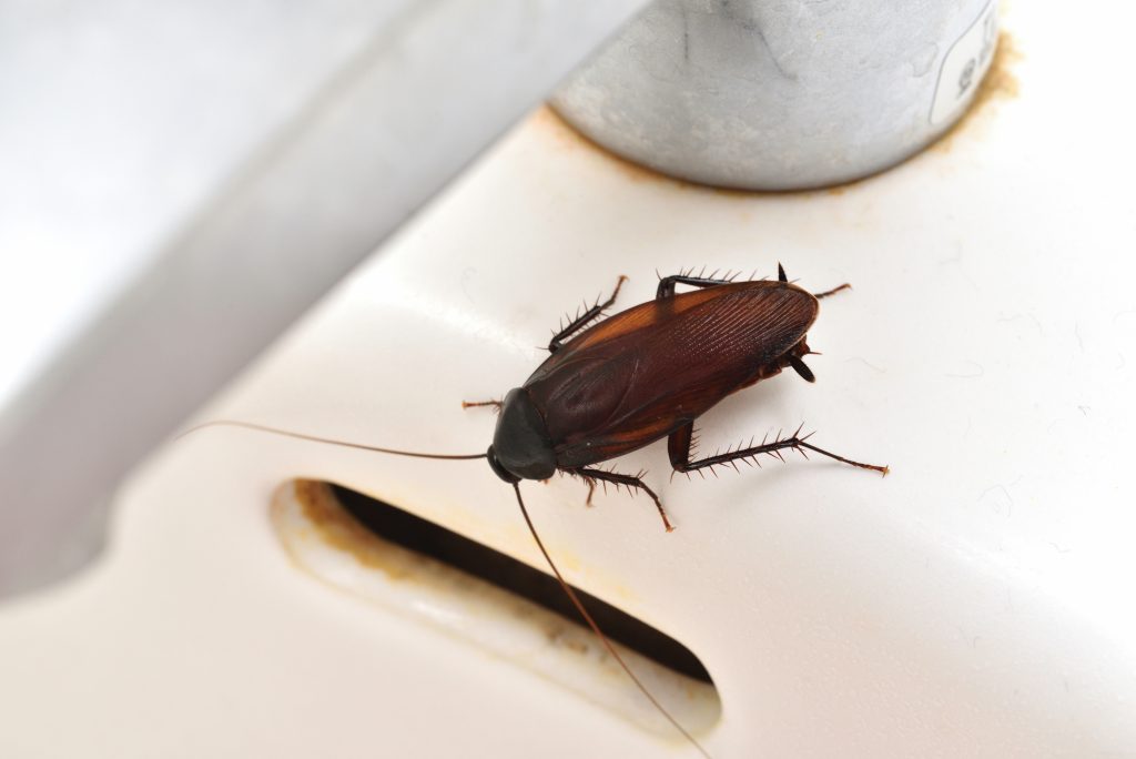 cockroach pest control