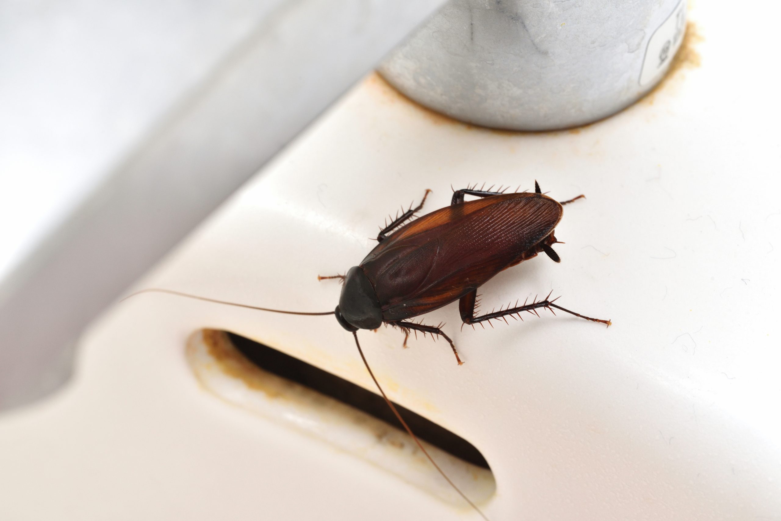 Cockroach Net Cockroach Pest Control Services | Expest Pest Solution - Expest – Pest ...