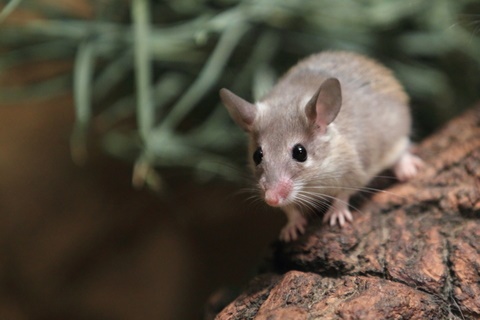mouse exterminator in Georgia