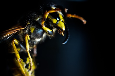 Yellow Wasp-Bees, Hornets & Wasp Control