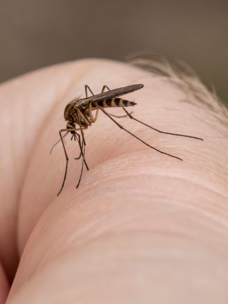 Mosquito Control Grayson GA close-up of mosquito biting human skin