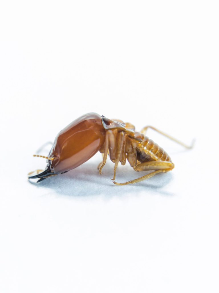 Pest Control Covington Ga