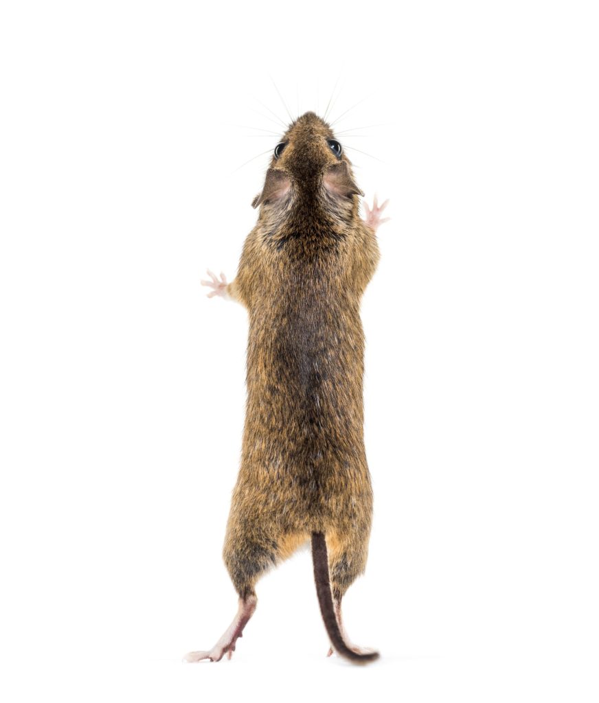 Wildlife Control Services in Watkinsville GA-Small brown rodent standing upright on hind legs
