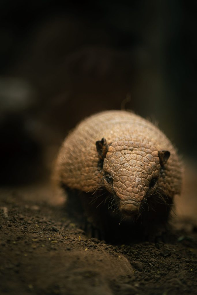 A vertical shot of a small armadillo in a blurred background