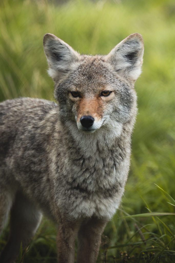 A coyote standing on grassland and looking towards