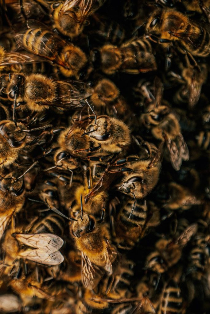 Macro Detailed Bees Insects Swarming, Ready To Look For New Home. Young Family.