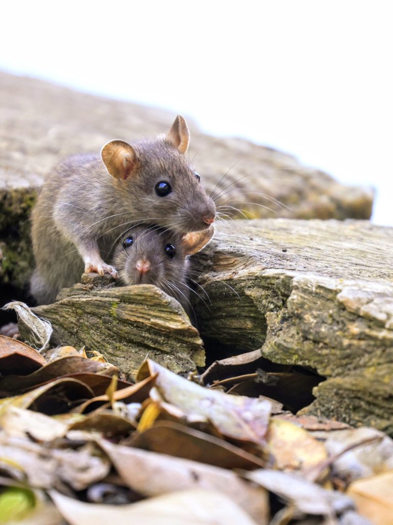 Vertical shot of two mice in a forest in Tropea, Italy