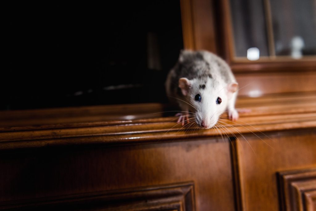 A black and white rat perched on the edge of a wooden surface indoors.