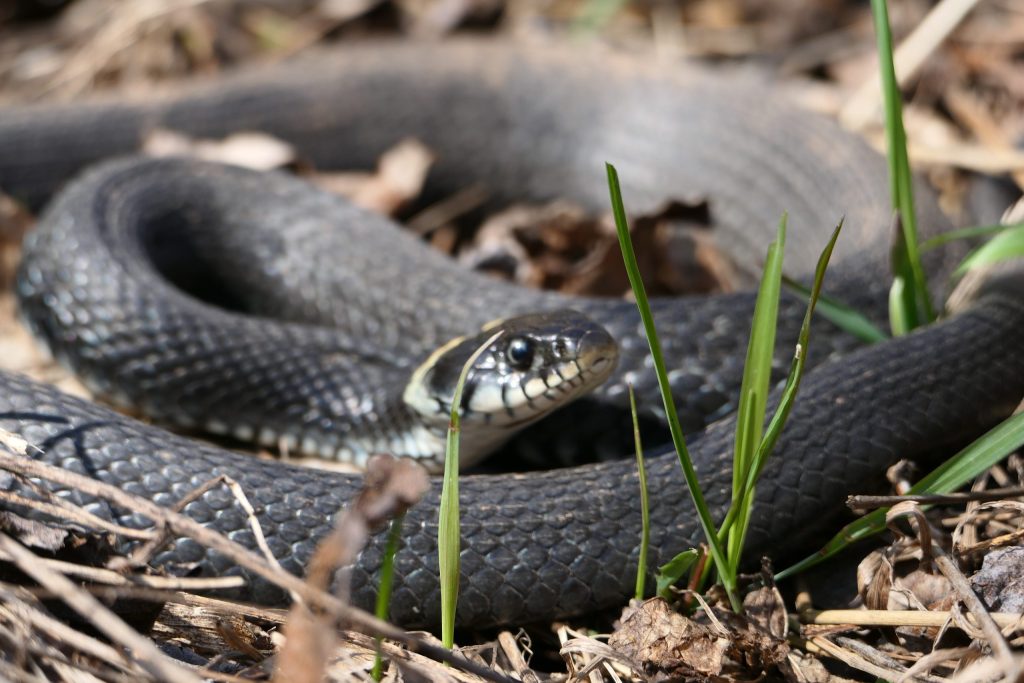 grass snake basking in sunlight